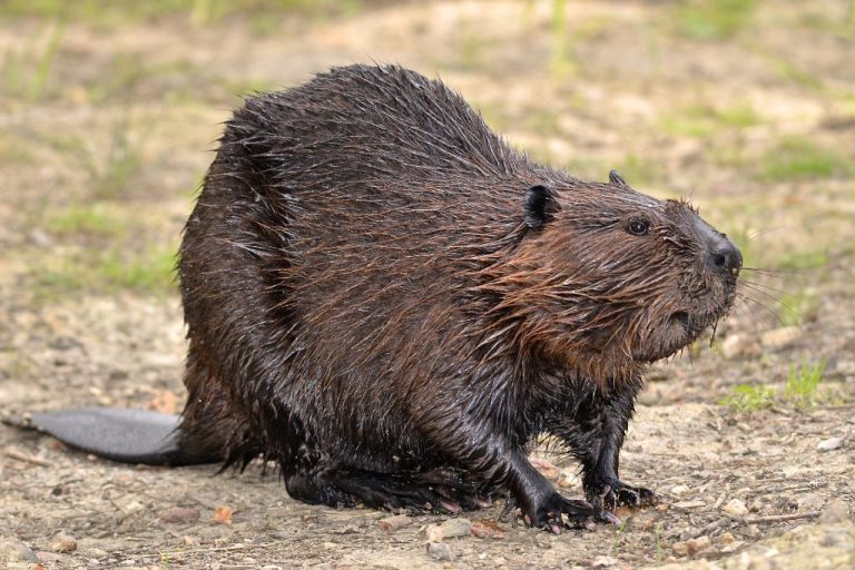 Top 190 Beaver Names: Unique, Adorable & Meaningful – Ultimate Guide