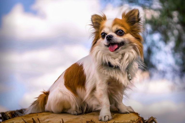 Top Chihuahua Names: Unique Choices & Meanings