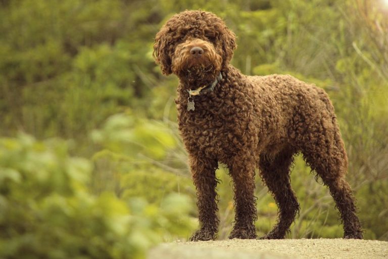 Unique Lagotto Romagnolo Names: Top 85 Choices with Meanings