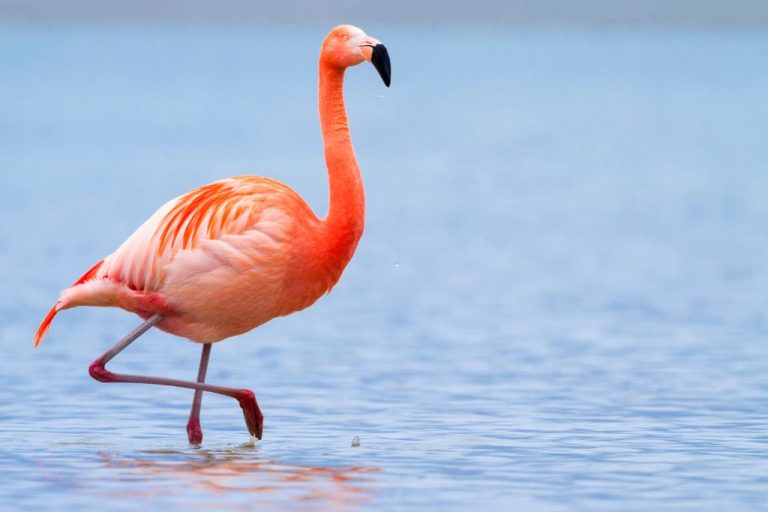 Top 200 Flamingo Names: Exclusive & Meaningful List
