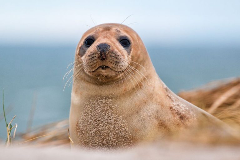 Unique Seal Names – Top 210 Names with Meanings & Origin