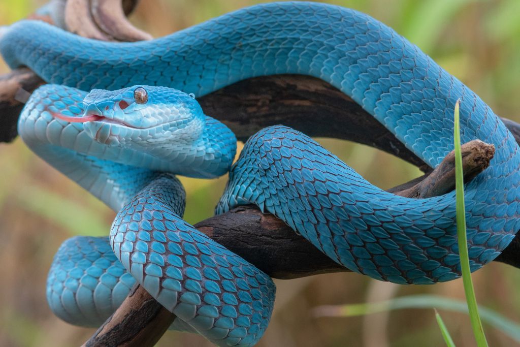 a rare blue snake posing for a beautiful shot.