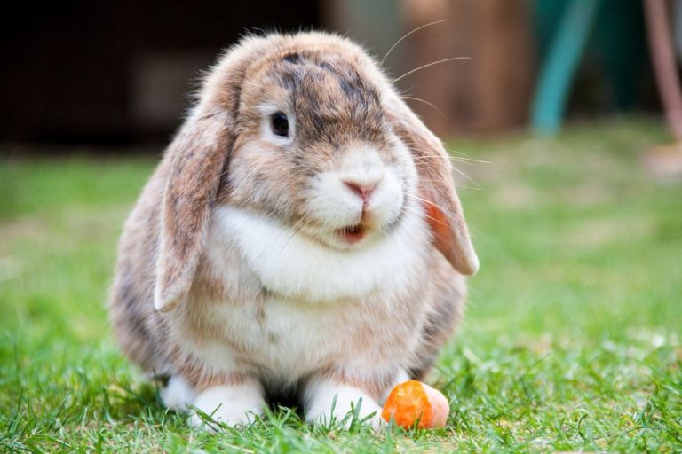 190 Adorable Rabbit Names & Meanings: Top Choices of 2024!