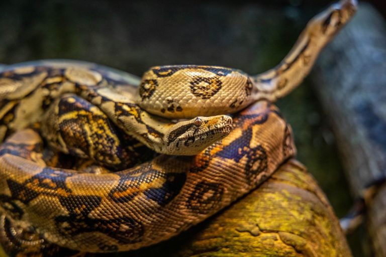 Explore 210 Unique & Cool Ball Python Names with Meanings