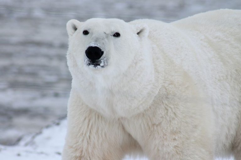250 Unique Polar Bear Names – with Meanings & Origins