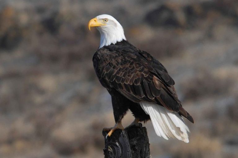 Alluring Eagle Names: Top 220 Picks with Meanings for Your Bird
