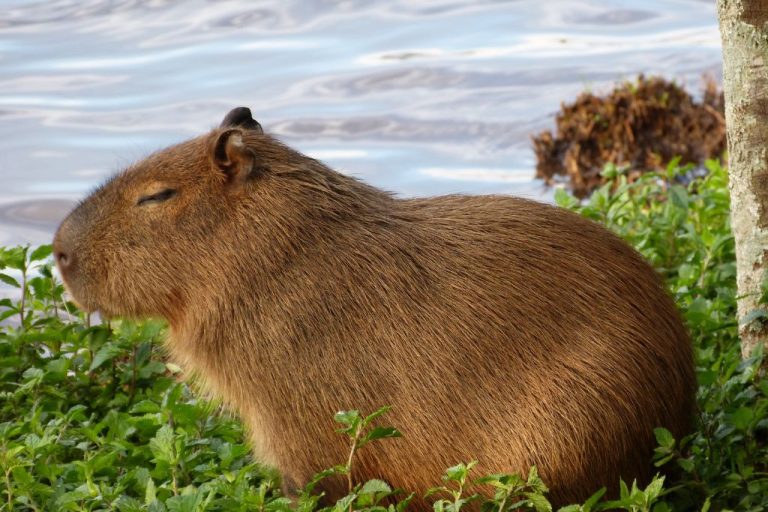 Ultimate Guide: 170 Intriguing Capybara Names with Meanings