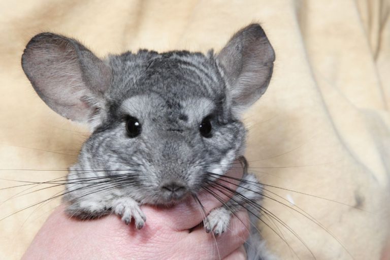 Unique 260 Chinchilla Names: Best Pet Choices & Their Inspiring Meanings