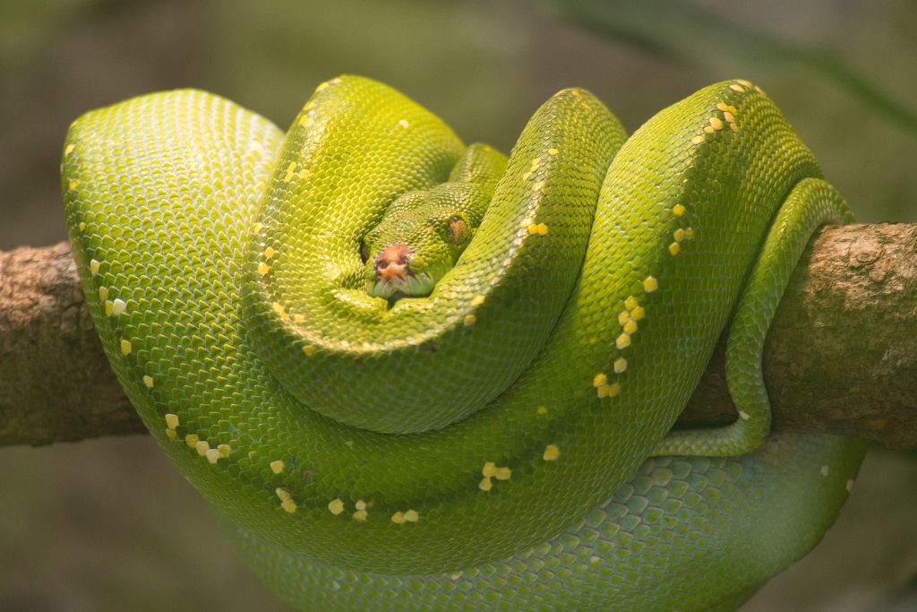 Restless green snake in slumber.