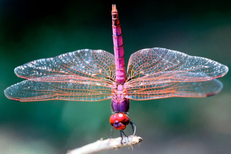 220 Adorable Dragonfly Names & Their Unique Meanings
