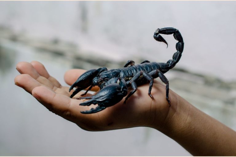 Unique Scorpion Names & Their Meanings: Top Picks!