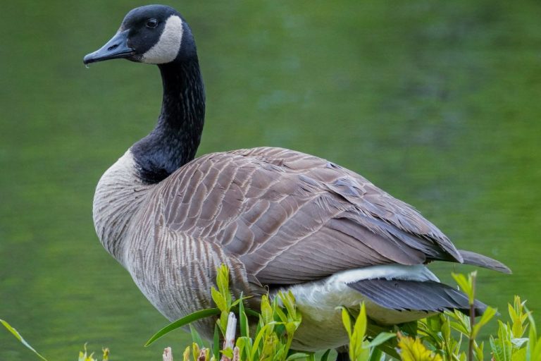Top 250 Unique Goose Names & Meanings: Essential Guide