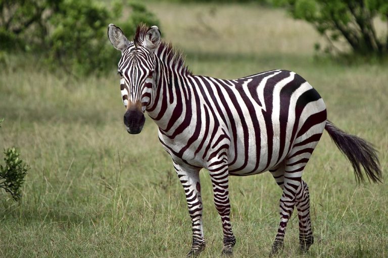 Top 280 Unique Zebra Names with Meanings – Unleash Your Imagination!