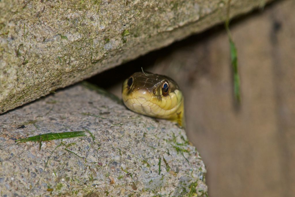 Snake peering out from behind a stone.