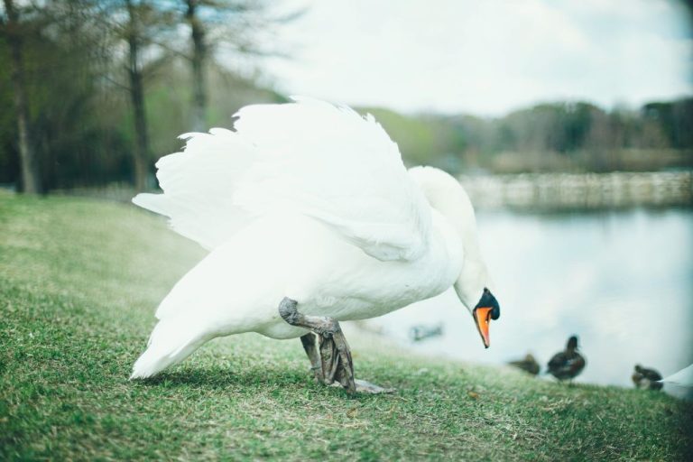 Swan Names: 250 Unique Choices with Meanings & Origin