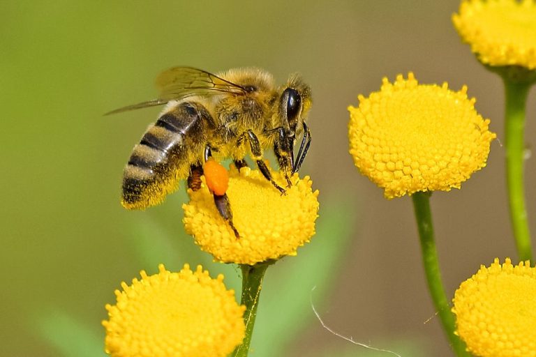 Un-bee-lievable! Top 250 Unique Bee Names and Their Meanings!