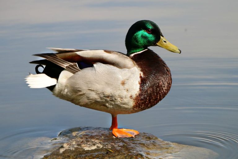 Top 250 Unique & Cute Duck Names: Inspiring Choices for Your Pet!
