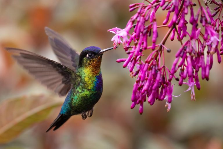 Top 220 Hummingbird Names: Unique & Charming Choices Unveiled