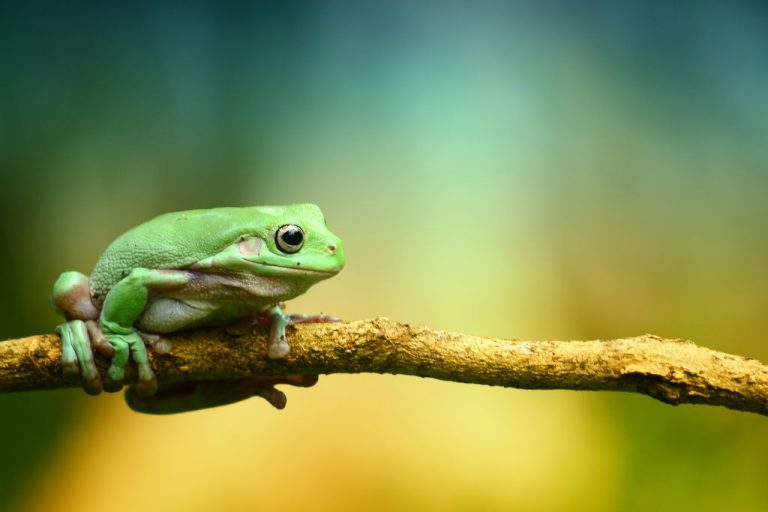 180 Unique Frog Names: Explore Aquatic Enchantments Today!