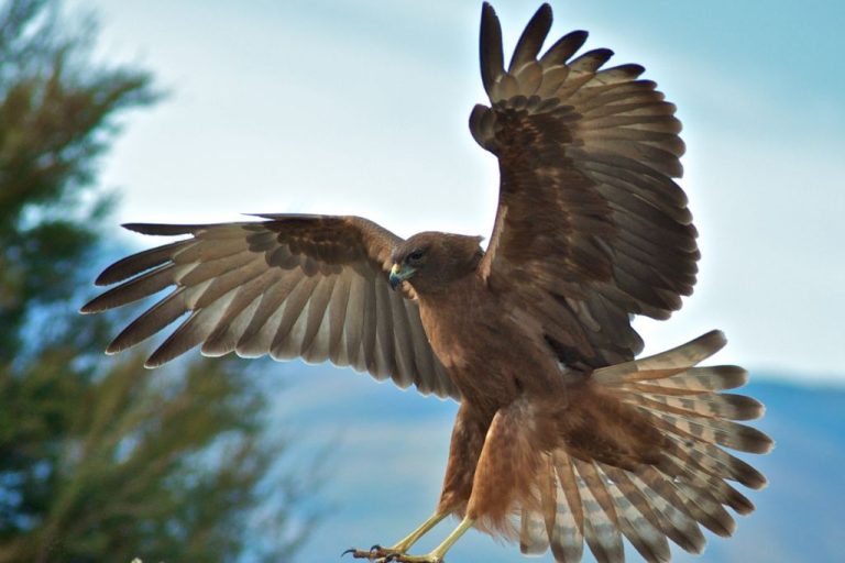 Hawk Names – 150 Best Unique Ideas with Meanings