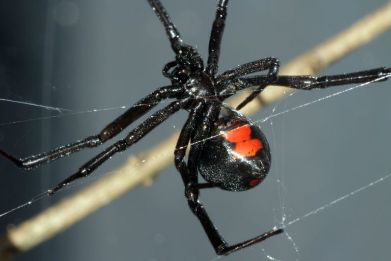 Discover 185 Unique & Adorably Cute Spider Names List