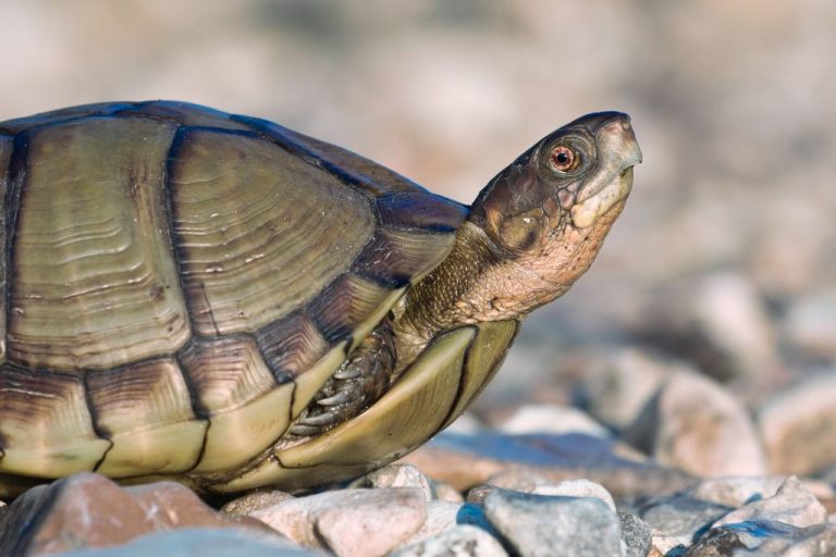 Top 320 Turtle Names: Unique, Cute, & Meaningful Picks for Your Pet