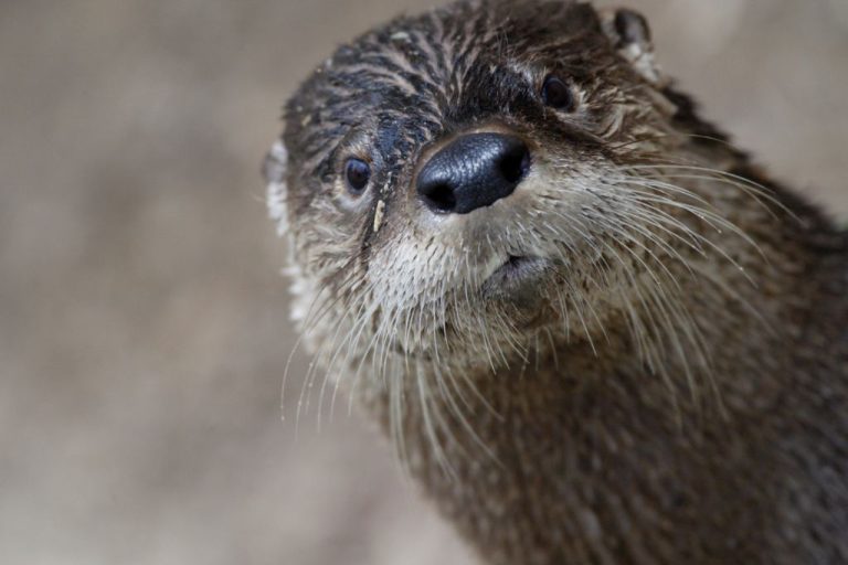 Unique Otter Names: 250 Selections with Meanings