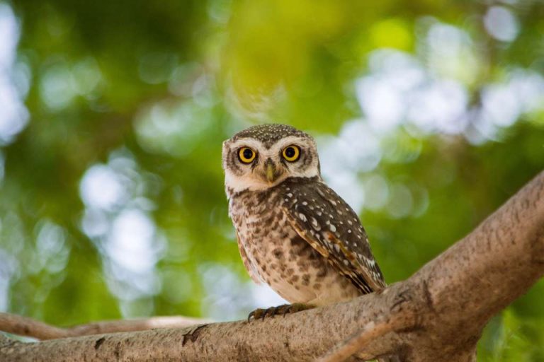 Epic Owl Names: Top 250 Unique & Meaningful Owl Monikers