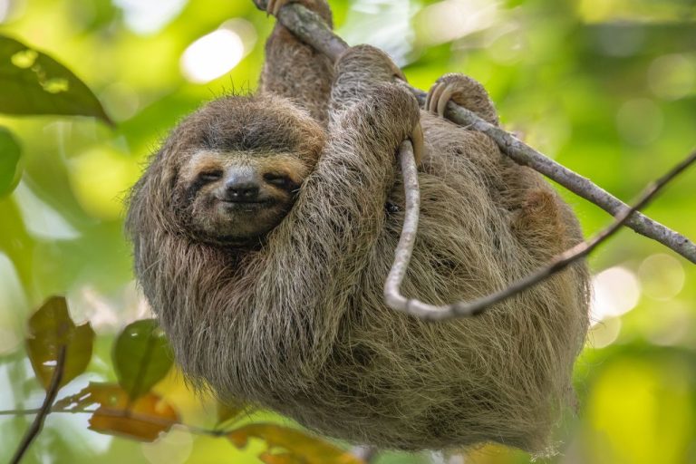 Sloth Names Guide: Top 220 Unique & Meaningful Picks for Sloths