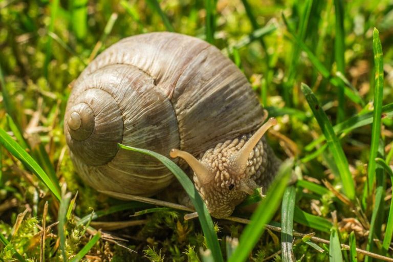 Top 200 Snail Names: Unique Picks & Meanings | Pet Name Central