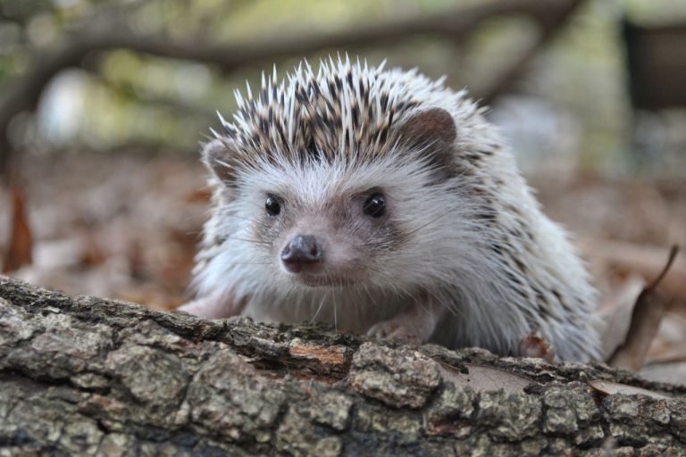 Unique Hedgehog Names: Top 200 Picks with Meanings for Pet Lovers