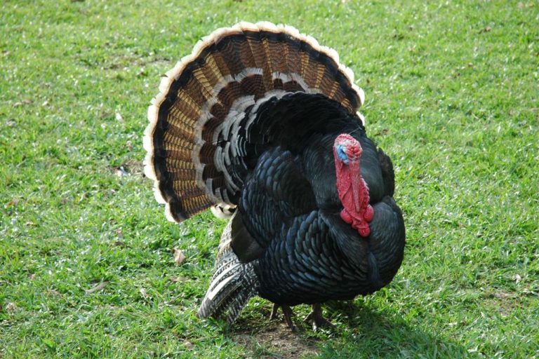 Pet Turkey Names: Top 160 Unique & Meaningful Choices