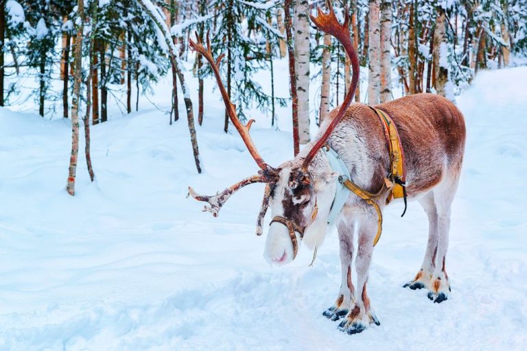 Discover 110 Top Reindeer Names: Unique and Meaningful Choices