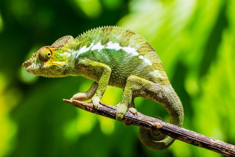 Chameleon Names: 200 Enchanting Ideas for Your Unique Pet