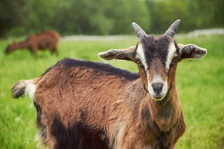 Goat Names: 270 Brilliant Ideas for Your Farm Pet