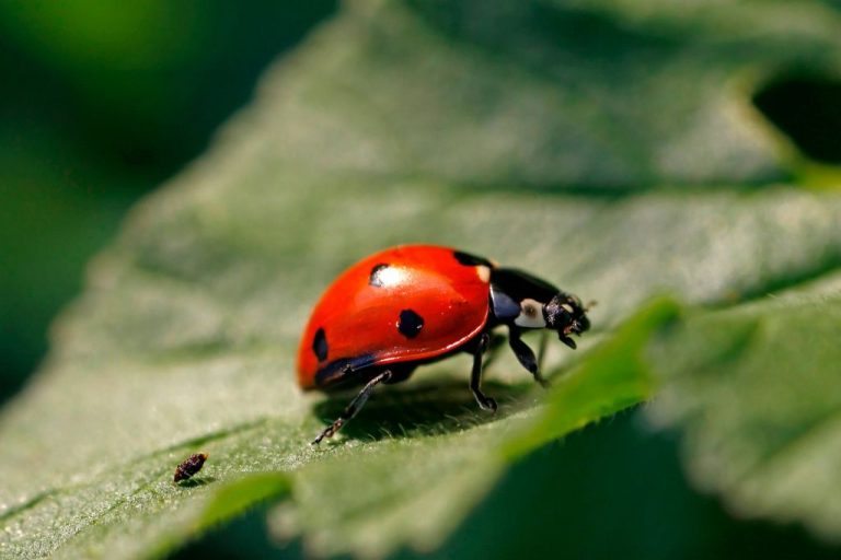 Ladybug Names: 210 Captivating Choices
