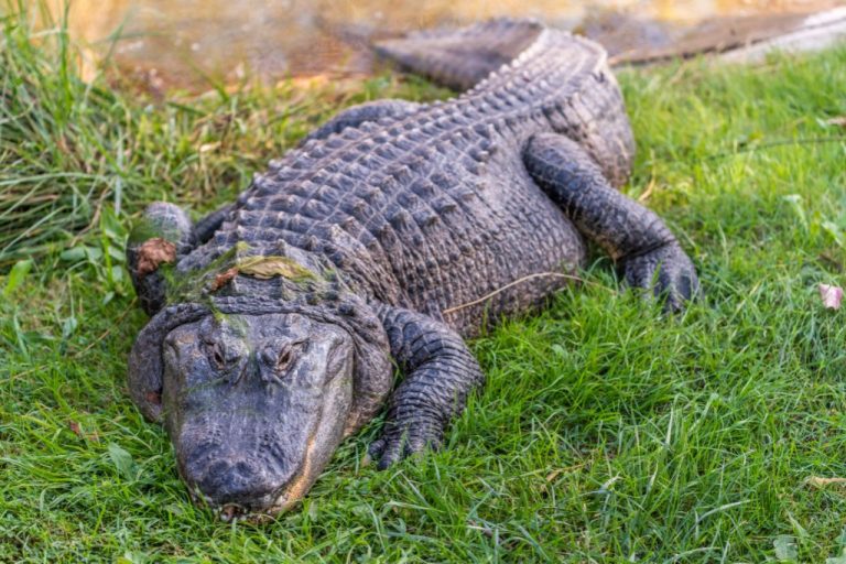 Alligator Names: 210 Unique Choices to Name Your Reptilian Star!