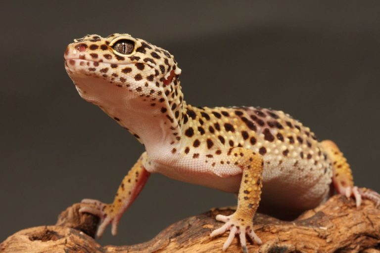Leopard Gecko Names: 180 Unique Picks for Your Pet