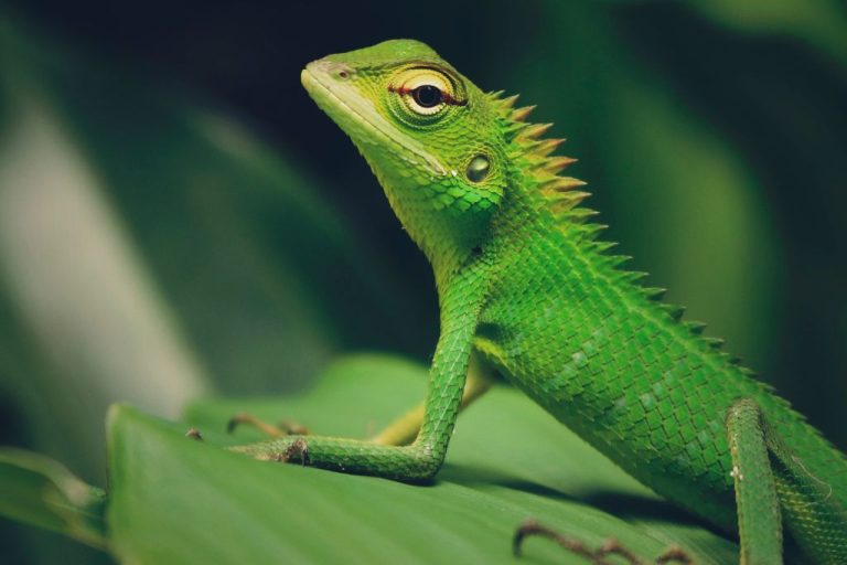 Lizard Names: 250 Captivating Choices for Your Scaly Friend