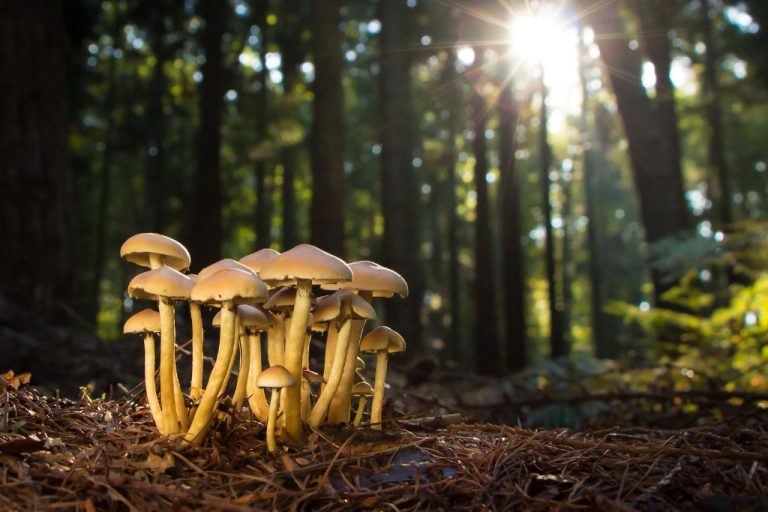 Cute Mushroom Names: 150 Adorable Monikers for Charming Fungi