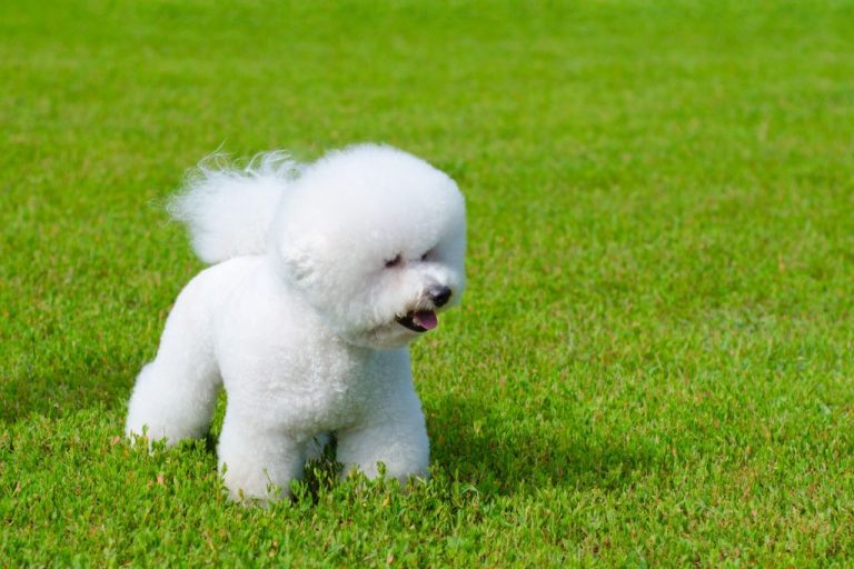 Bichon Frise Names: 90 Captivating Choices for Your Pup