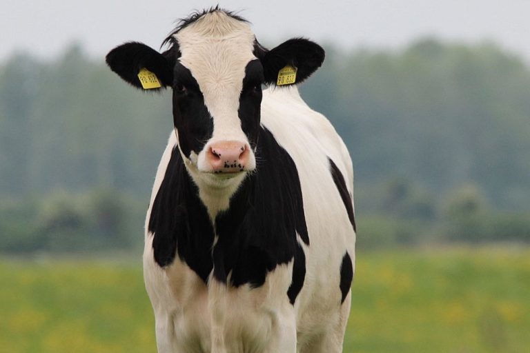 Cow Names: 300 Moo-tastic Choices for Your Bovine Buddy