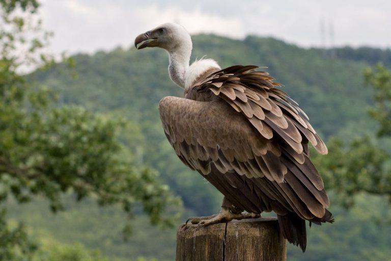 Vulture Names: 100 Choices That Soar & Inspire
