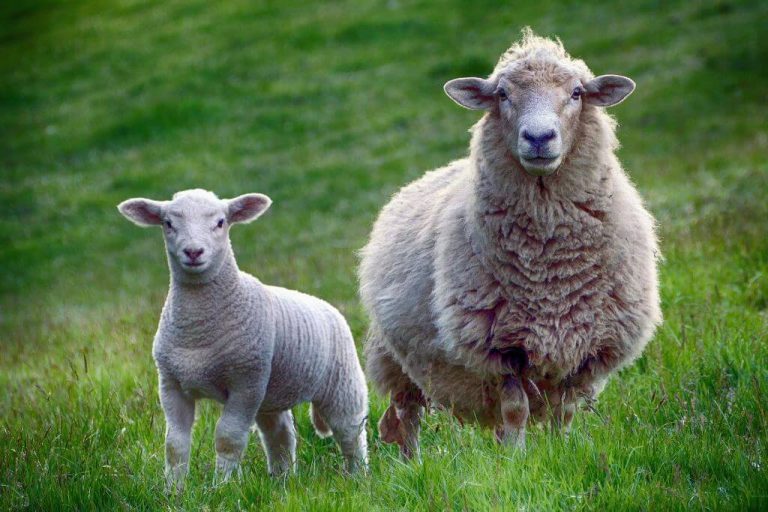 Cute Sheep Names: 350 Adorable Ideas with Meanings