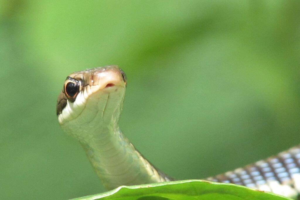 a female snake is looking for a hunt.