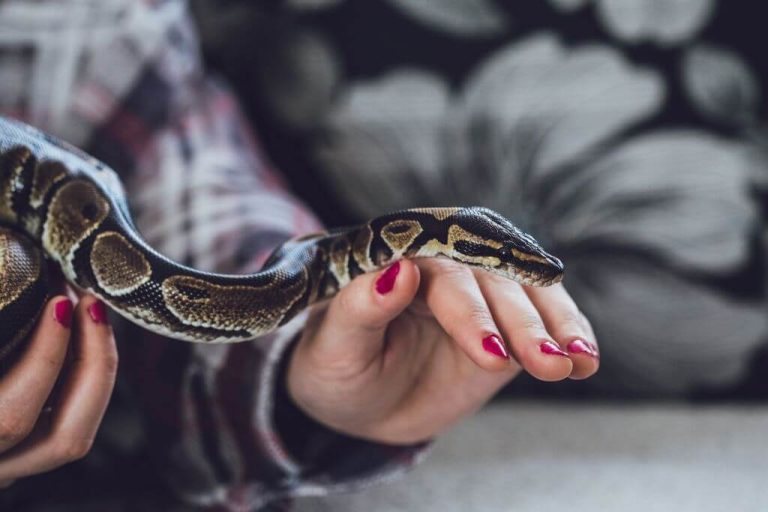 Pet Snake Names: 350 Brilliant Ideas with Meanings